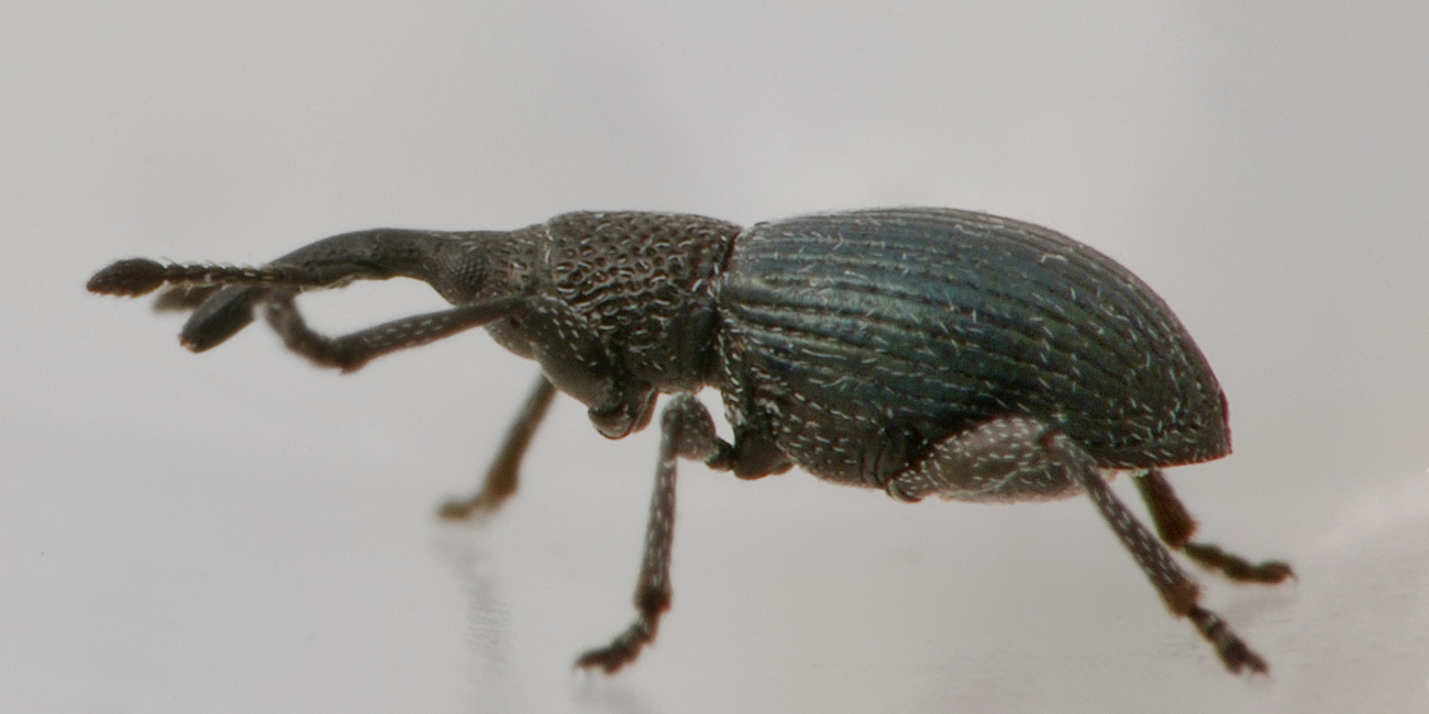 Apionidae: Ceratapion onopordi?  S !